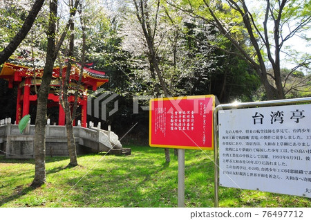 大和市親愛之森台灣亭、盛開的櫻花和信息板 76497712