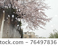 雪櫻桃樹 76497836