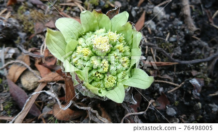 Fukinoto (Yamabata) 76498005