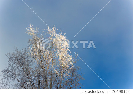 Hoarfrost fell on a birch tree branch. Morning landscape in the autumn forest. The tops of the trees are beautifully illuminated by the sun. Fragment 76498304
