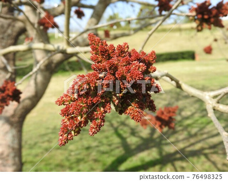 綠樹花 綠樹花 76498325