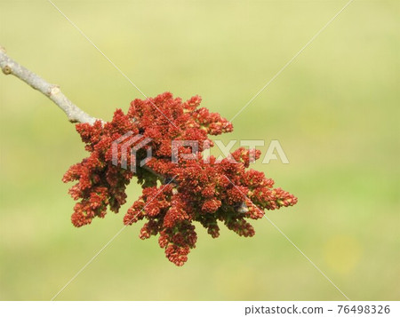 綠樹花 綠樹花 76498326