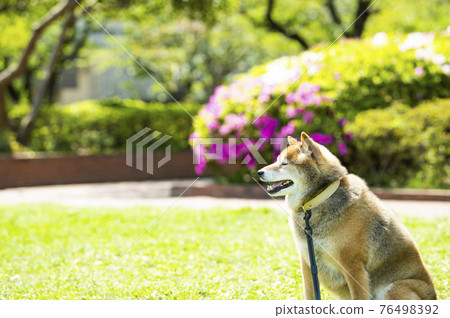 Shiba Inu Dog Park 清新綠色 Shiba Inu Dog Park 清新綠色 76498392
