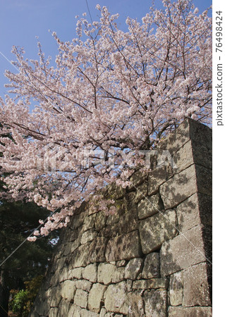 櫻花盛開 和歌山城公園和歌山縣和歌山市 櫻花盛開 和歌山城公園和歌山縣和歌山市 76498424