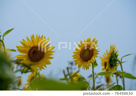 Sunflower field and sky photo 76498630