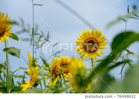 Sunflower field and sky photo 76498632