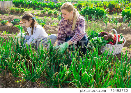 Young woman with a teenage girl is harvesting onions Young woman with a teenage girl is harvesting onions 76498780