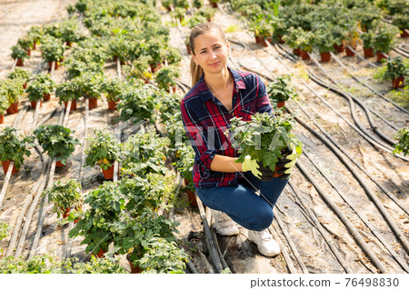 Woman checking potted tomato plants 76498830