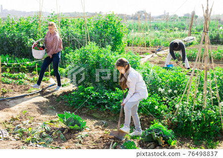 Teenage girl digs the ground with a shovel in vegetable garden 76498837