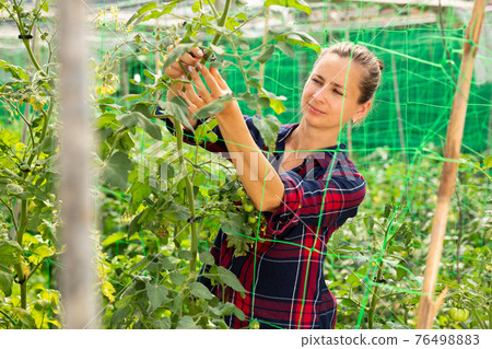 Female farmer fixing tomato plants on supporting trellis Female farmer fixing tomato plants on supporting trellis 76498883