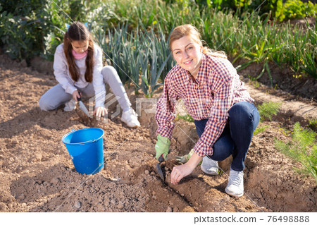 Young woman and a teenage girl working in the kitchen garden, make beds with a for planting seedlings Young woman and a teenage girl working in the kitchen garden, make beds with a for planting seedlings 76498888