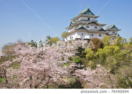 Cherry blossoms in full bloom and fresh green Wakayama Castle castle tower Wakayama Castle Park Wakayama City, Wakayama Prefecture 76498894