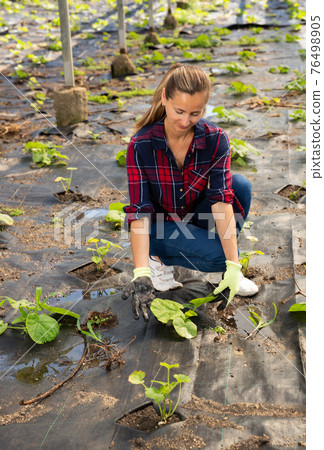 Female farmer caring for pumpkin seedlings 76498905