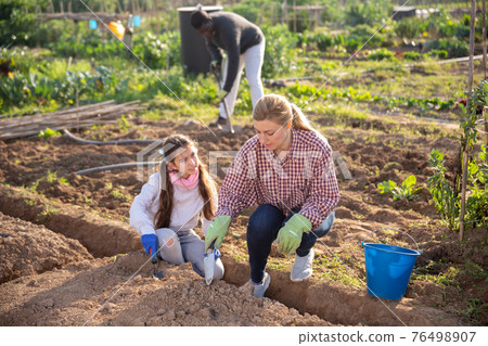 woman gardener and little girl planting seedlings woman gardener and little girl planting seedlings 76498907