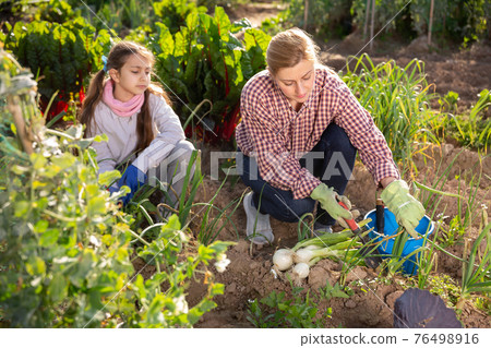 woman farmer and young girl picking green onion woman farmer and young girl picking green onion 76498916