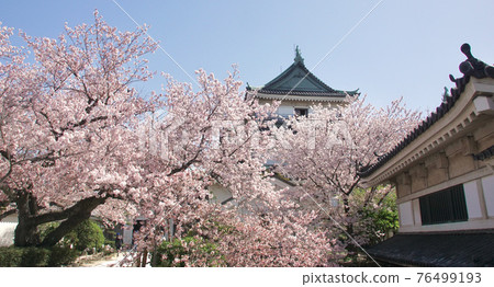 櫻花盛開和和歌山城天守閣和歌山城公園和歌山縣和歌山市 櫻花盛開和和歌山城天守閣和歌山城公園和歌山縣和歌山市 76499193