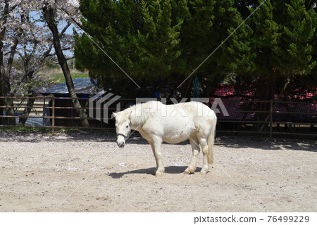 Pony in Hachigamine Comprehensive Park Pony in Hachigamine Comprehensive Park 76499229