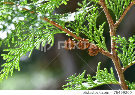 The fruit of the previous year of cypress 76499260