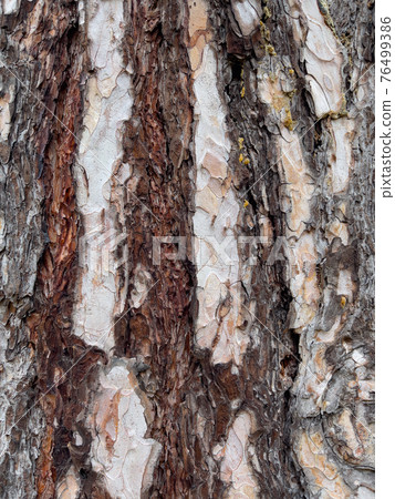 Tree bark texture Tree bark texture 76499386
