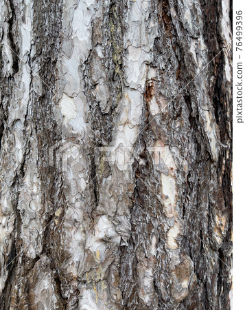 Tree bark texture Tree bark texture 76499396