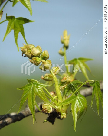 Momigiba水牛花 Momigiba水牛花 76499438