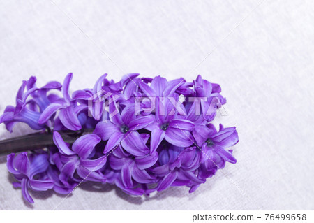 inflorescence of pink purple hyacinth flower isolated on white background banner. gentle spring summer design, copy space for your text 76499658