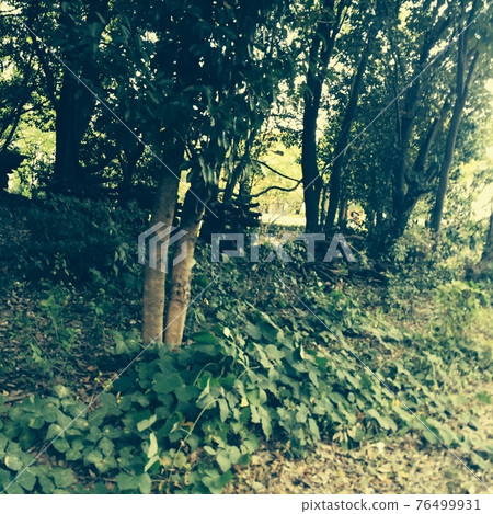 Forest Forest 76499931