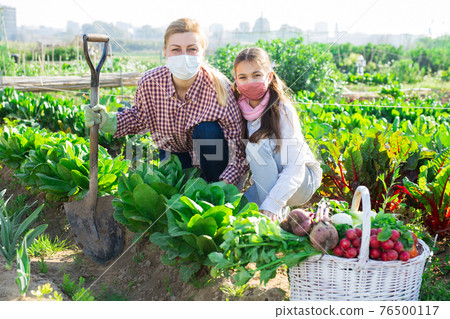 Portrait of a young woman with a teenage girl in protective masks, working in the vegetable garden Portrait of a young woman with a teenage girl in protective masks, working in the vegetable garden 76500117