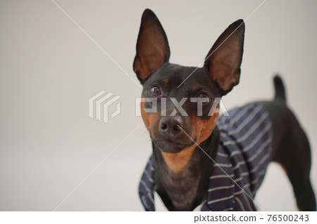 Miniature Pinscher wedding dress photo 76500243