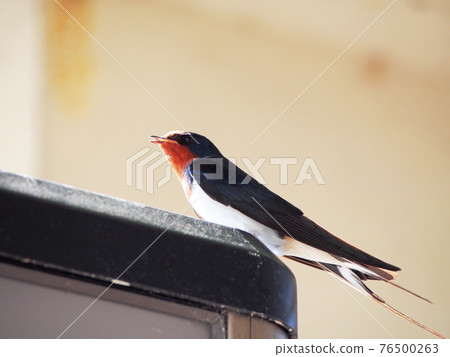 Swallow season 76500263