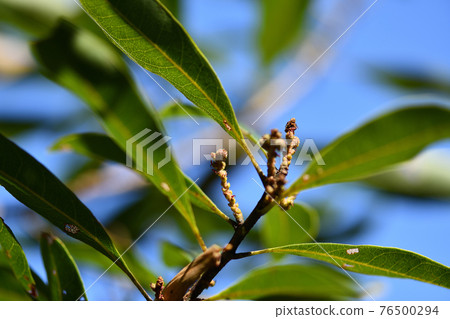 Female flower of bayberry (bayberry) Female flower of bayberry (bayberry) 76500294