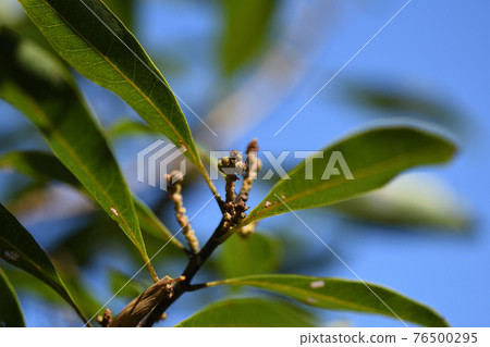 Female flower of bayberry (bayberry) 76500295
