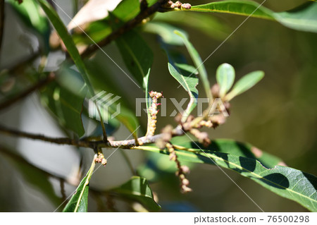 Female flower of bayberry (bayberry) Female flower of bayberry (bayberry) 76500298
