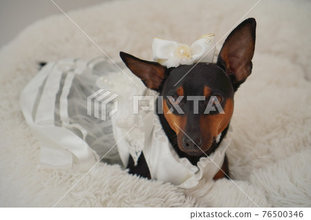 Miniature Pinscher wedding dress photo Miniature Pinscher wedding dress photo 76500346