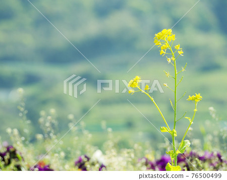 強姦開花 強姦開花 76500499