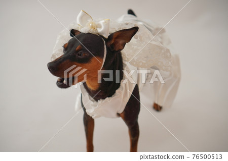 狗微型杜賓犬婚紗照 狗微型杜賓犬婚紗照 76500513