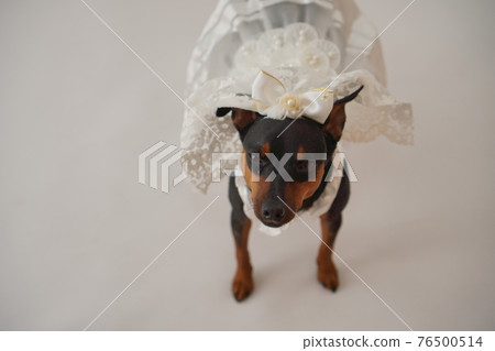狗微型杜賓犬婚紗照 狗微型杜賓犬婚紗照 76500514