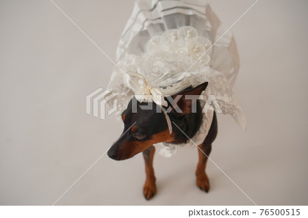 狗微型杜賓犬婚紗照 狗微型杜賓犬婚紗照 76500515