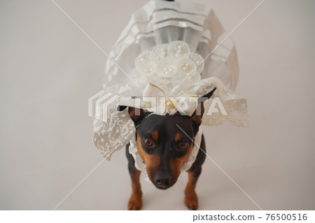 狗微型杜賓犬婚紗照 狗微型杜賓犬婚紗照 76500516