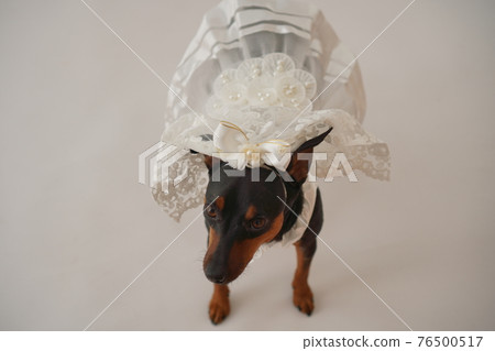 狗微型杜賓犬婚紗照 狗微型杜賓犬婚紗照 76500517