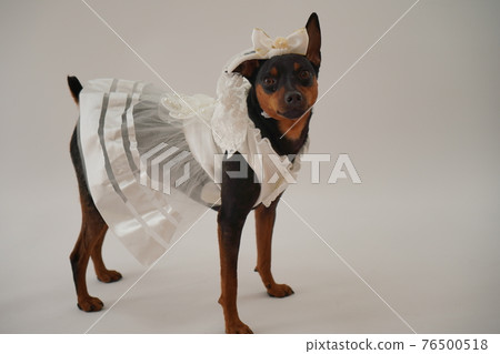 狗微型杜賓犬婚紗照 狗微型杜賓犬婚紗照 76500518