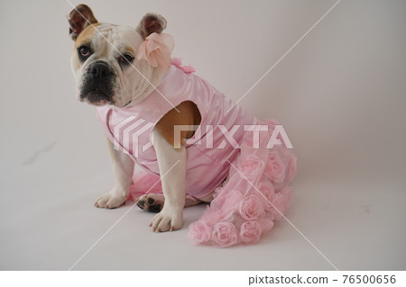 狗鬥牛犬婚紗照 狗鬥牛犬婚紗照 76500656
