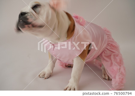 狗鬥牛犬婚紗照 76500794