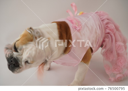 狗鬥牛犬婚紗照 76500795
