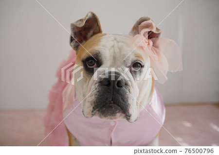 狗鬥牛犬婚紗照 狗鬥牛犬婚紗照 76500796