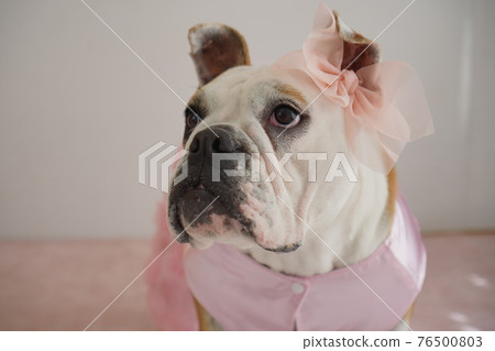 狗鬥牛犬婚紗照 狗鬥牛犬婚紗照 76500803
