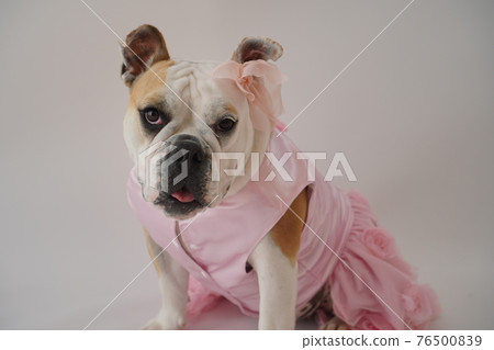 狗鬥牛犬婚紗照 狗鬥牛犬婚紗照 76500839