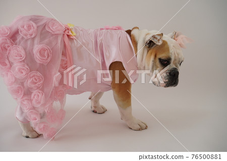 狗鬥牛犬婚紗照 狗鬥牛犬婚紗照 76500881