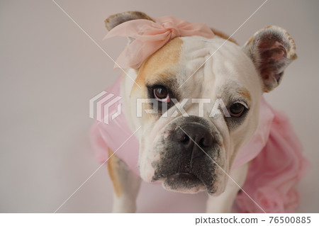 狗鬥牛犬婚紗照 76500885