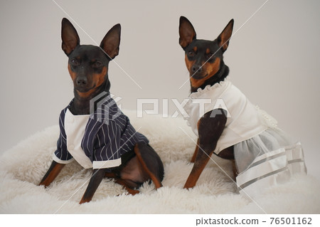 mini pinscher dress